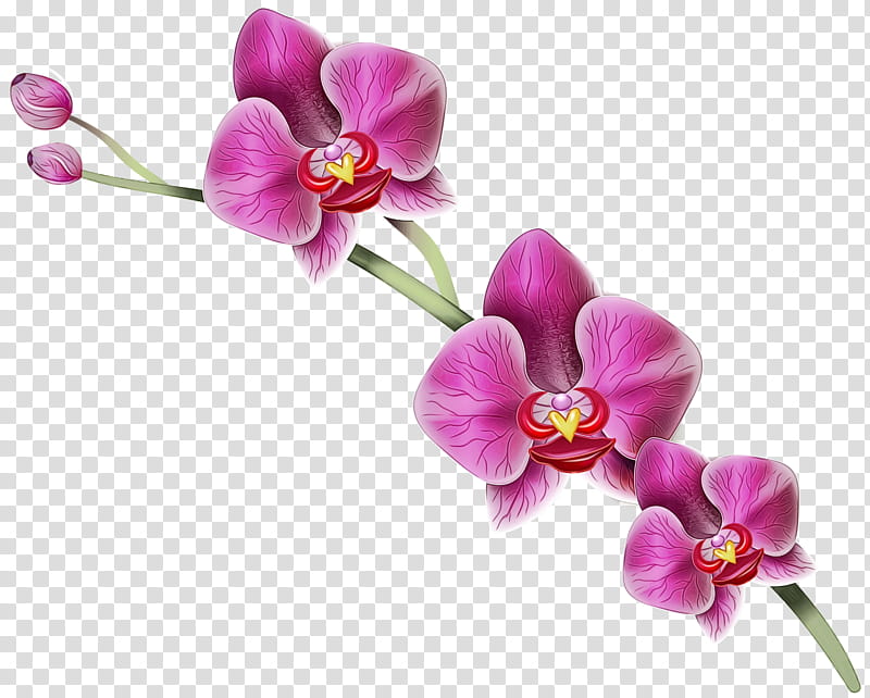 Pink Flower, Orchids, Phalaenopsis Equestris, Earring, Cut Flowers, Moth Orchids, Plants, Pink Purple transparent background PNG clipart