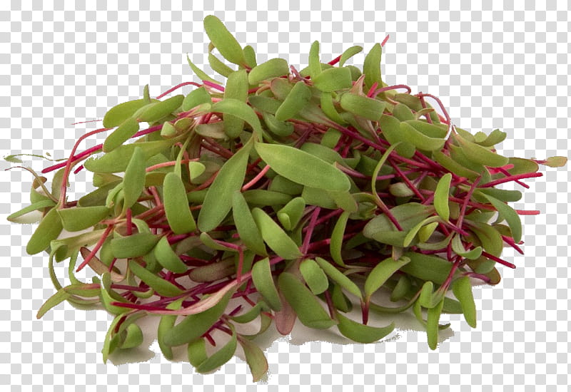 flower plant alfalfa sprouts vegetable food, Leaf Vegetable, Spiderwort, Ingredient, Perennial Plant transparent background PNG clipart