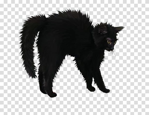 Halloween Silhouette Cat, Le Chat Noir, Bombay Cat, Black Cat, Halloween , Kitten, Witch, Halloween Cat transparent background PNG clipart