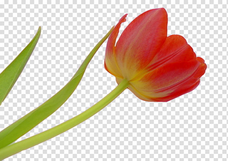 Flowers, Tulip, Petal, Blossom, Cut Flowers, Tulipa Humilis, Plants, Plant Stem transparent background PNG clipart