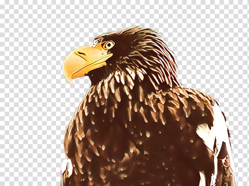 bird eagle bird of prey beak accipitridae, Golden Eagle, Kite, Hawk, Bald Eagle transparent background PNG clipart