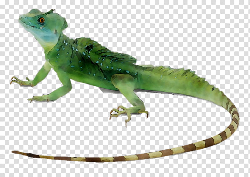 Green Wall, Lizard, Reptile, Plumed Basilisk, Common Basilisk, Green Iguana, Lepidosauria, Skink transparent background PNG clipart
