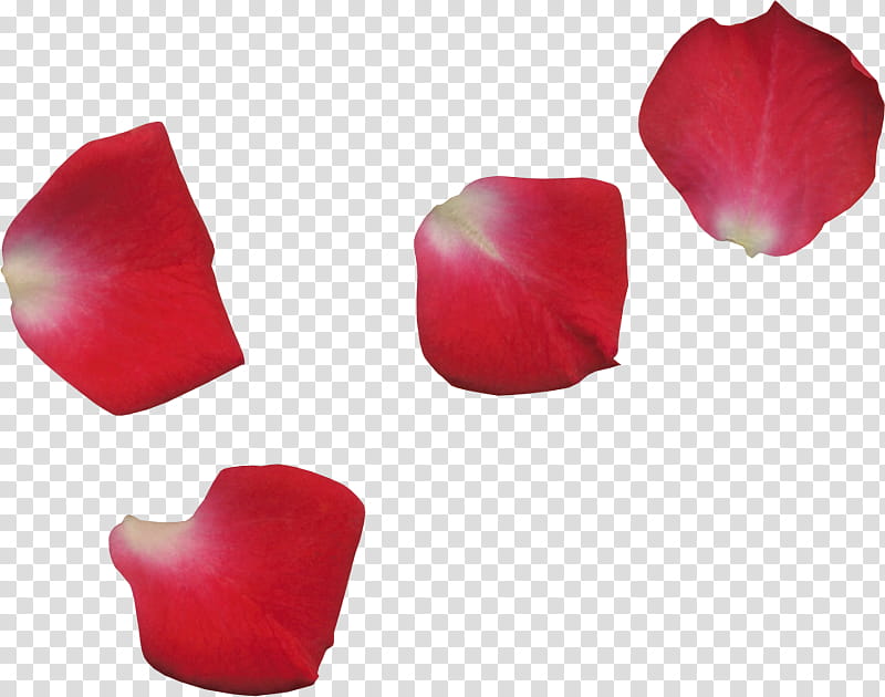 Rose, Petal, Red, Tulip, Pink, Flower, Plant, Lily Family transparent background PNG clipart