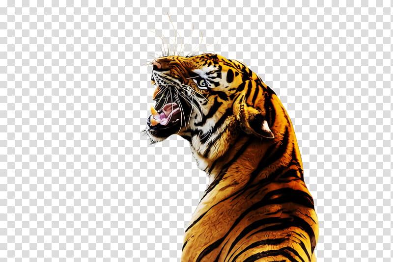 tiger bengal tiger siberian tiger roar wildlife, Snout transparent background PNG clipart