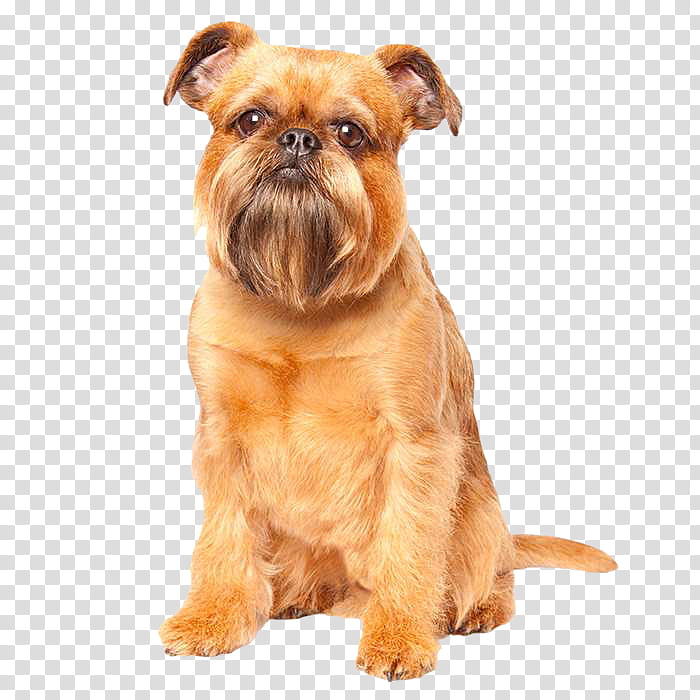 Dog, Griffon Bruxellois, Petit Brabancon, Maltese Dog, Chihuahua, Bichon Frise, Toy Dog, Breed transparent background PNG clipart