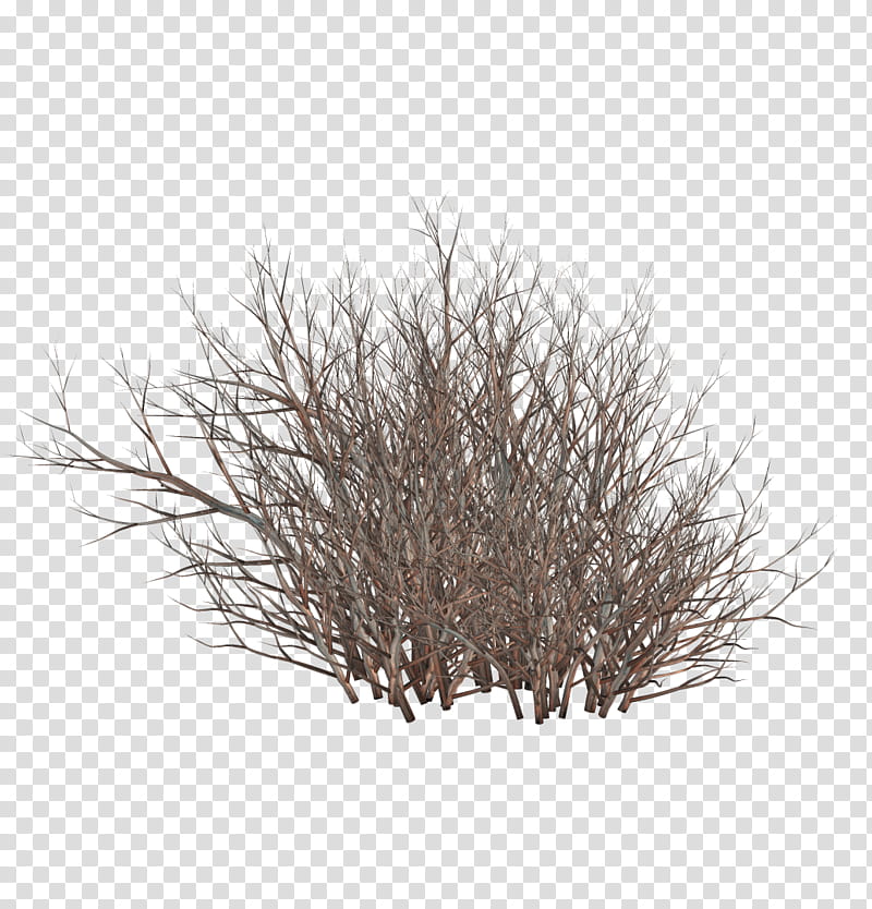 TWD Dead bushes, brown twigs transparent background PNG clipart