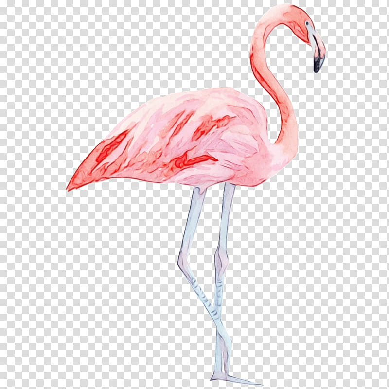 Flamingo Watercolor, Greater Flamingo, Bird, American Flamingo, Andean Flamingo, Watercolor Painting, Drawing, Sticker transparent background PNG clipart
