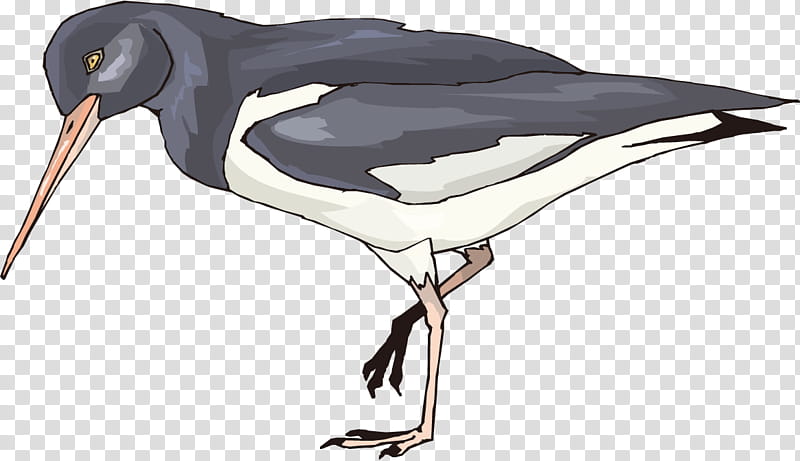 Watercolor Animal, Watercolor Painting, Bird, Crane, Stork, Wader, Water Bird, Beak transparent background PNG clipart