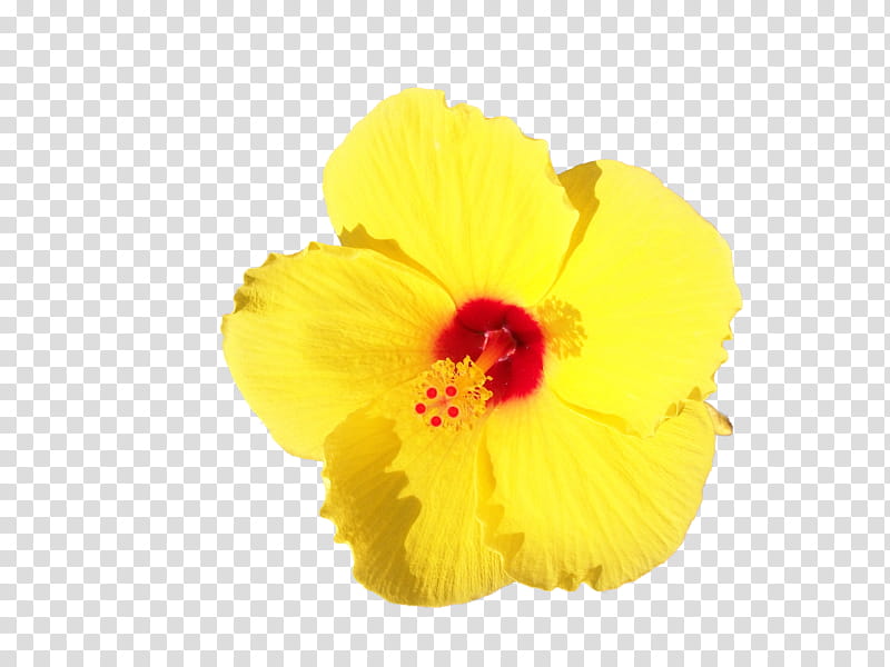 hibiscus unrestricte, yellow hibiscus transparent background PNG clipart