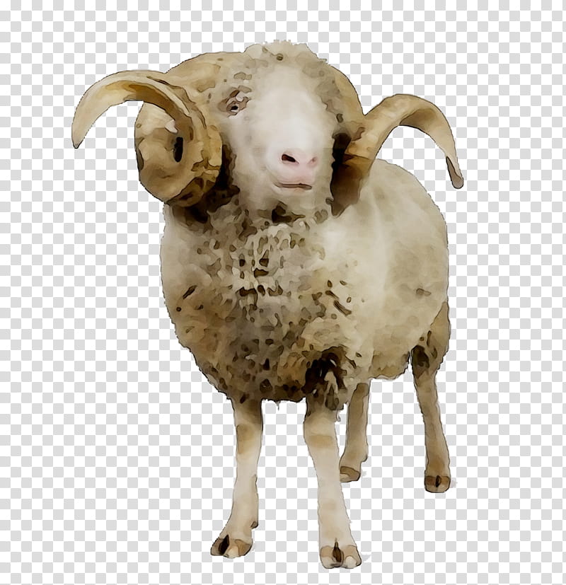 Goat, Sheep, Argali, Snout, Animal, Horn, Bighorn, Goats transparent background PNG clipart