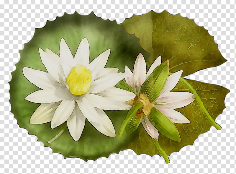 Drawing Of Family, Water Lily, Victoria Amazonica, Estamp, Water Lilies, Flower, Petal, Leaf transparent background PNG clipart