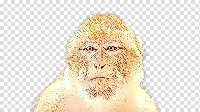 old world monkey macaque snout new world monkey rhesus macaque, Wildlife, Fur transparent background PNG clipart