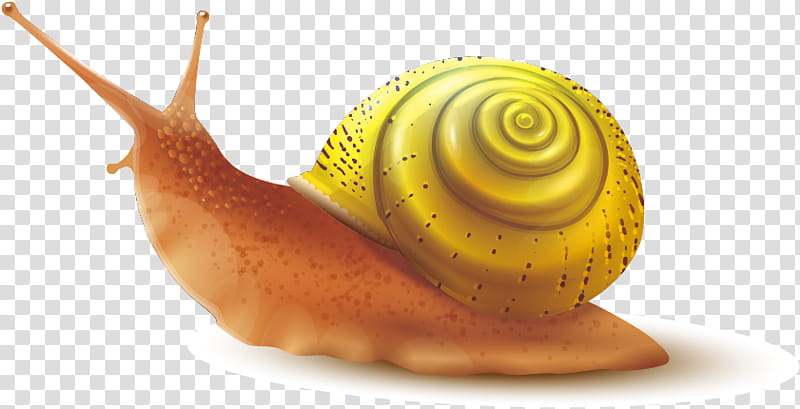 Snail, Gastropod Shell, , Sea Snail, , Royaltyfree, Snails And Slugs, Lymnaeidae transparent background PNG clipart
