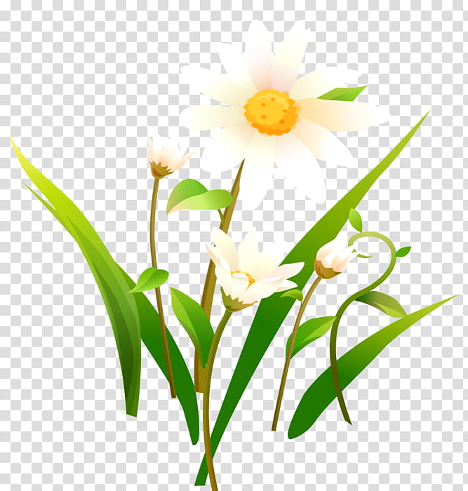 Grass Flower, Chamomile, Flower Bouquet, Common Daisy, Plant, Narcissus, Petal, Plant Stem transparent background PNG clipart