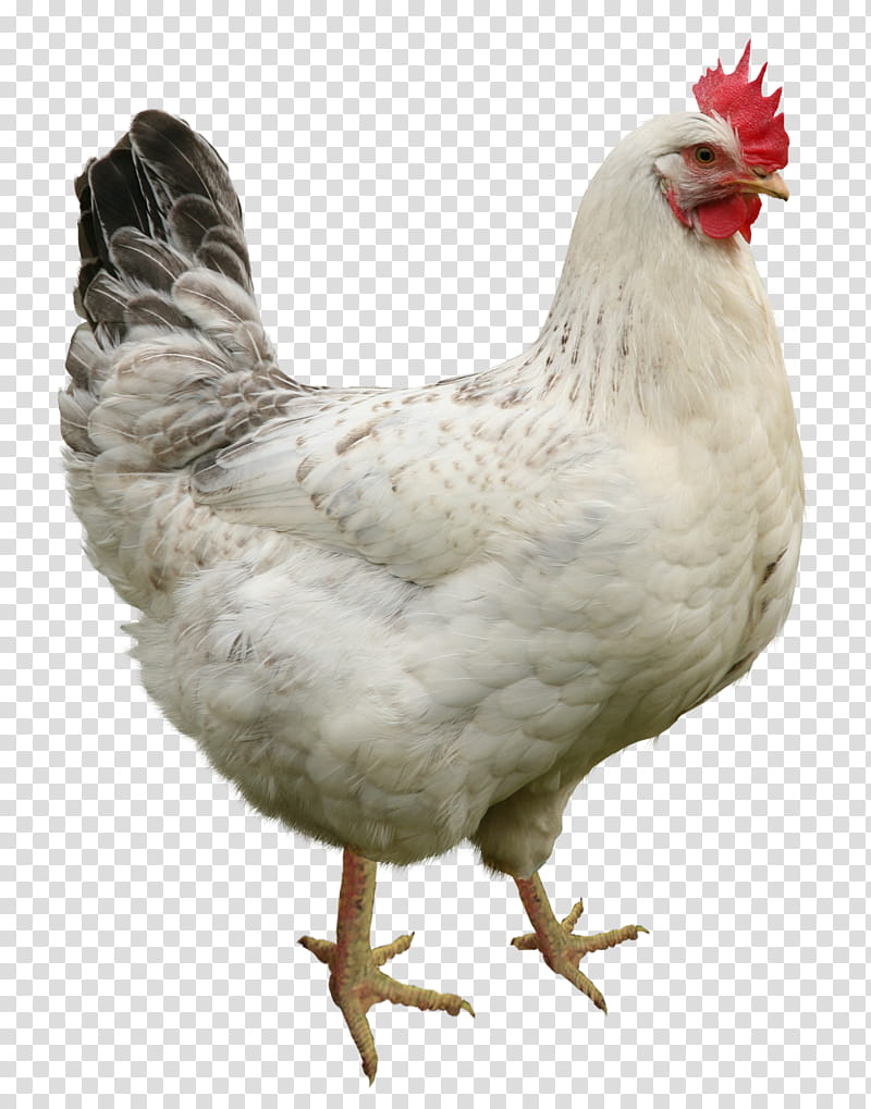 white hen transparent background PNG clipart