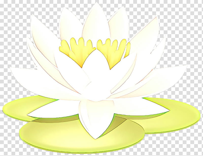 Lily Flower, Yellow, Plants, Petal, Lotus Family, Aquatic Plant, Sacred Lotus, Water Lily transparent background PNG clipart