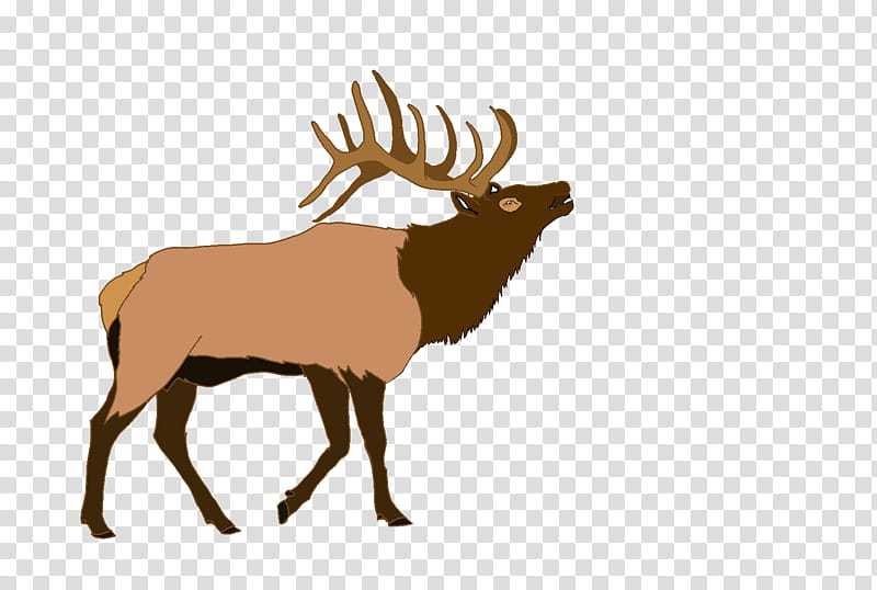 Reindeer, Elk, Moose, Whitetailed Deer, Red Deer, Mule Deer, Wildlife, Antler transparent background PNG clipart
