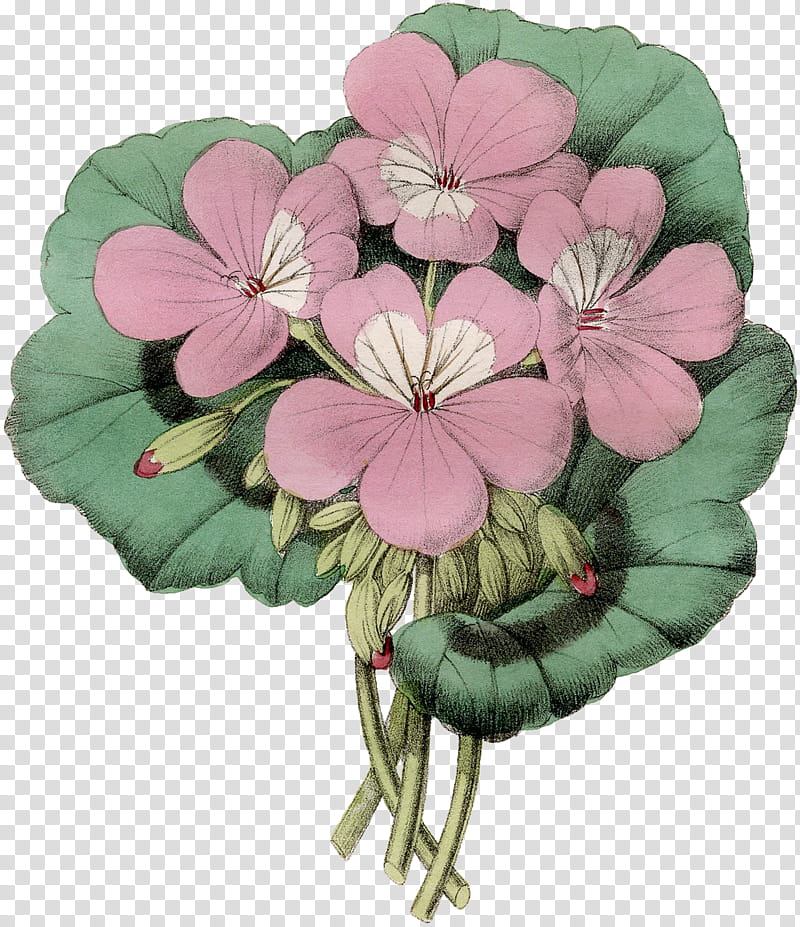Pink Flower, Cranesbill, Annual Plant, Cut Flowers, Herbaceous Plant, Geraniums, Plants, Petal transparent background PNG clipart