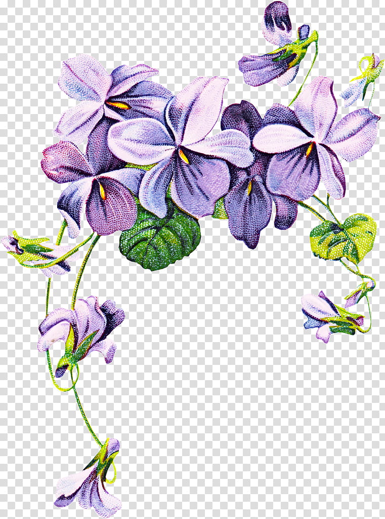 Drawing Of Family, African Violets, Sweet Violet, Pansy, Flower, Purple