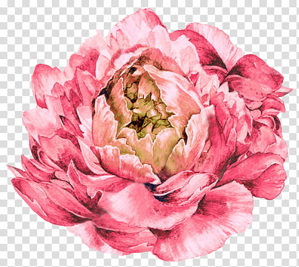 blooming pink carnation flower transparent background PNG clipart