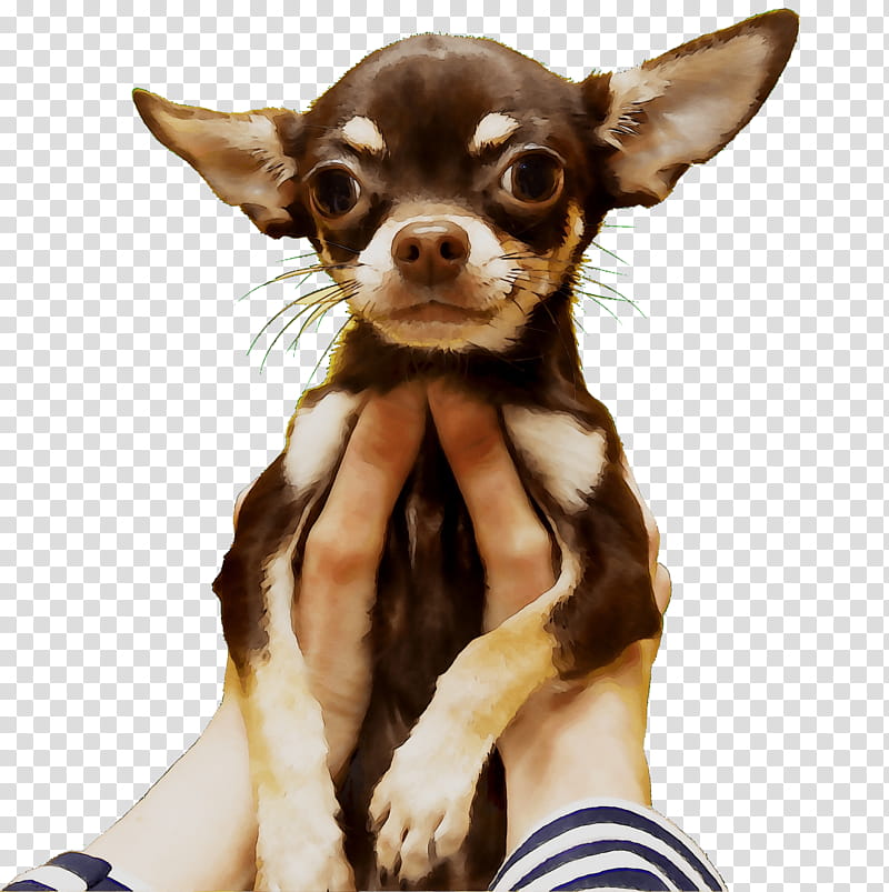 Cartoon Dog, Chihuahua, Russkiy Toy, Puppy, Companion Dog, Ear, Snout, Breed transparent background PNG clipart