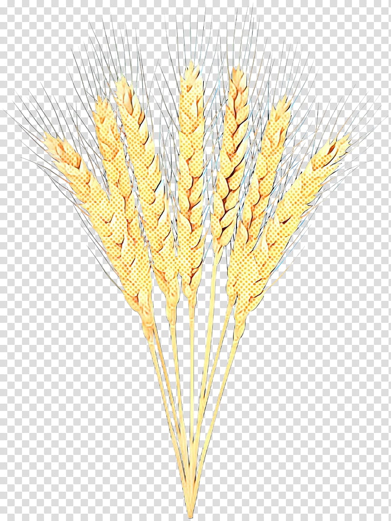 Wheat, Barley, Emmer, Einkorn Wheat, Cereal, Durum, Spelt, Whole Grain transparent background PNG clipart
