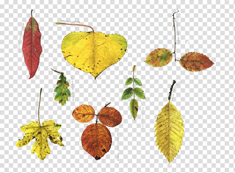 assorted-color-and-shapes of leaves transparent background PNG clipart