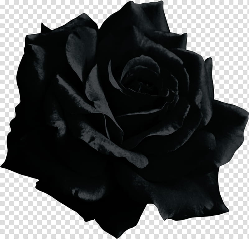 Black And White Flower Black Rose Drawing Music Lovely Roses Garden Roses Rose Family Red Transparent Background Png Clipart Hiclipart