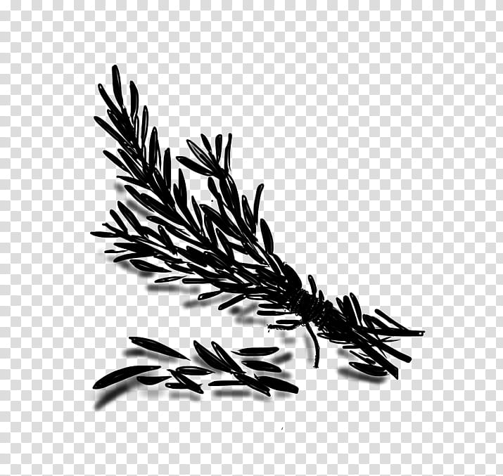 Family Tree, Commodity, Grasses, White Pine, Grass Family, Plant, American Larch, Elymus Repens transparent background PNG clipart