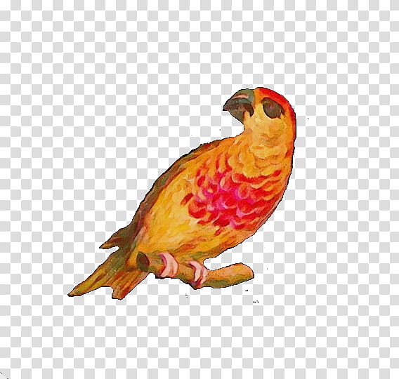 bird beak finch perching bird parrot, Watercolor, Paint, Wet Ink, Songbird, Canary, Falconiformes transparent background PNG clipart