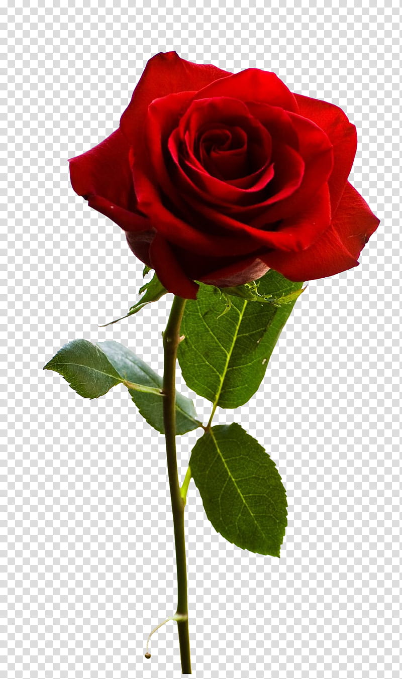 Hãy chiêm ngưỡng vẻ đẹp hoàn hảo của hoa hồng đỏ trong hình ảnh này. Sắc đỏ quyến rũ của hoa khiến cho ai nhìn vào đều phải ngưỡng mộ.