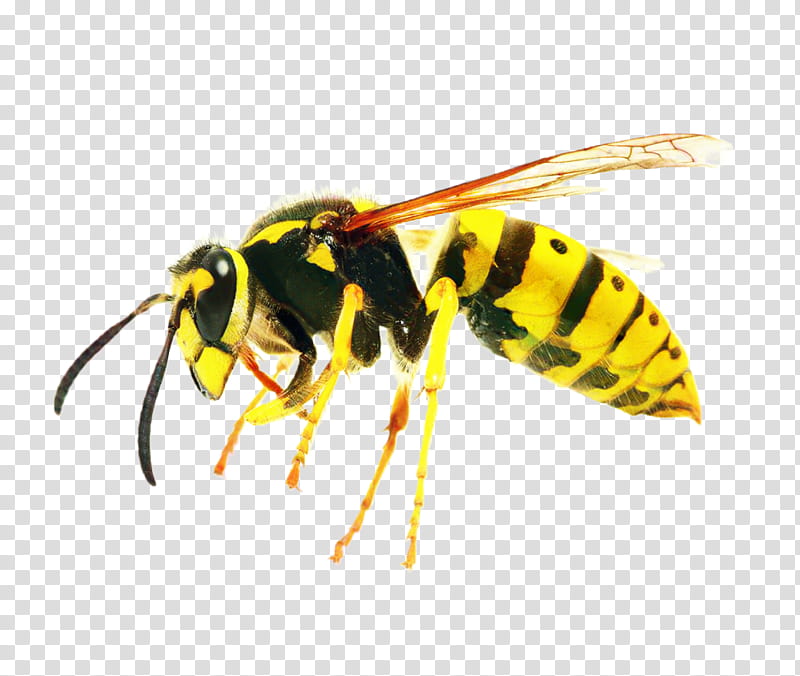 Honey, Insect, Bee, Wasp, Characteristics Of Common Wasps And Bees, Paper Wasp, Honey Bee, Hymenopterans transparent background PNG clipart