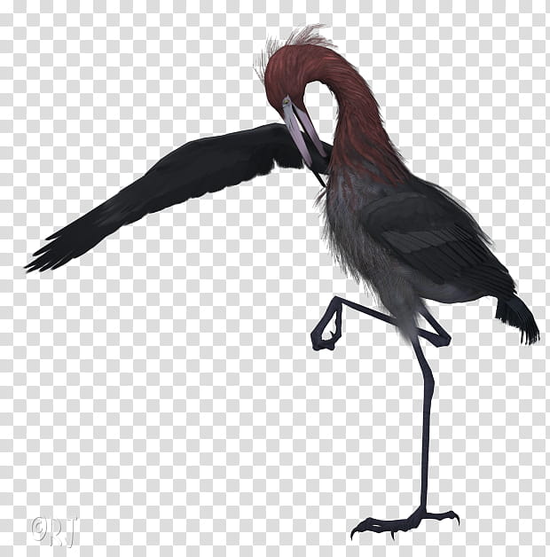 Crane Bird, Beak, Ibis, Roseate Spoonbill, Water Bird, Wader, Feather, Lesser Yellowlegs transparent background PNG clipart