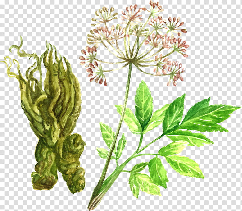Flower Illustration, Norwegian Angelica, Herb, Fennel, Wild Angelica, Herbaceous Plant, Greens, Root transparent background PNG clipart