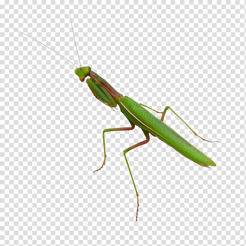 Insect Insect, Orchid Mantis, European Mantis, Mantids, Pest transparent background PNG clipart