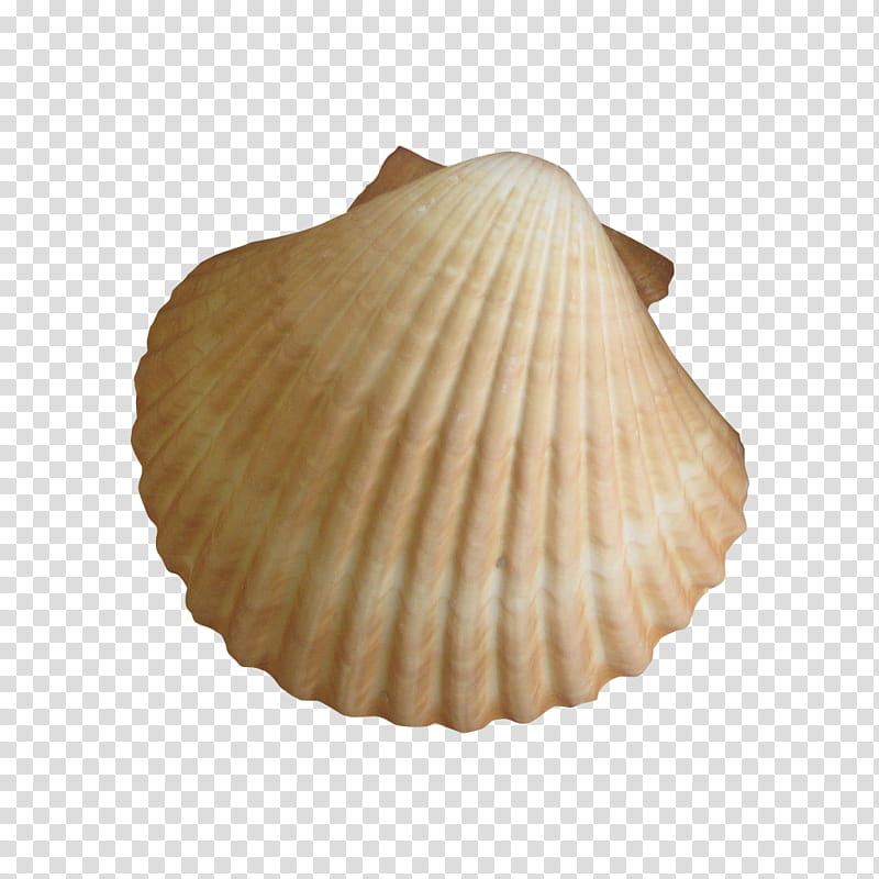 brown clam shell transparent background PNG clipart