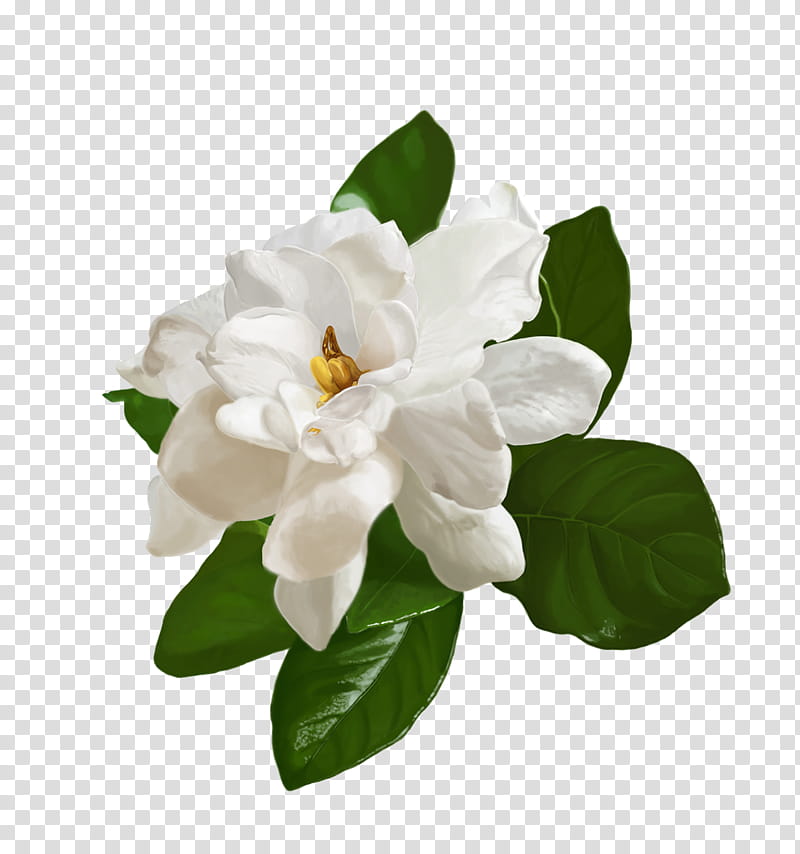 Flowers , white jasmine flower transparent background PNG clipart