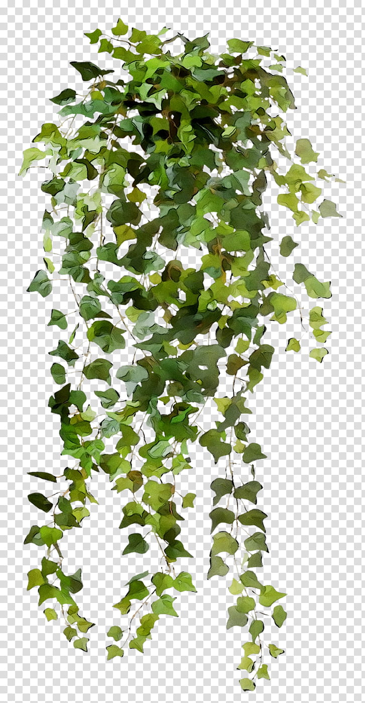 flower ivy png