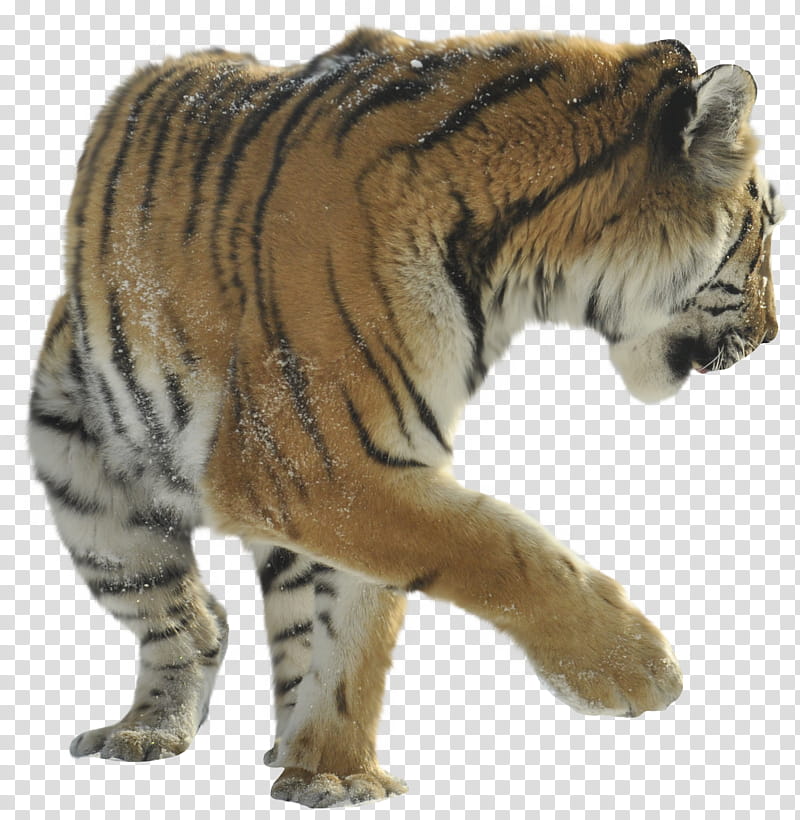 Precut Tiger , walking brown and black tiger transparent background PNG clipart