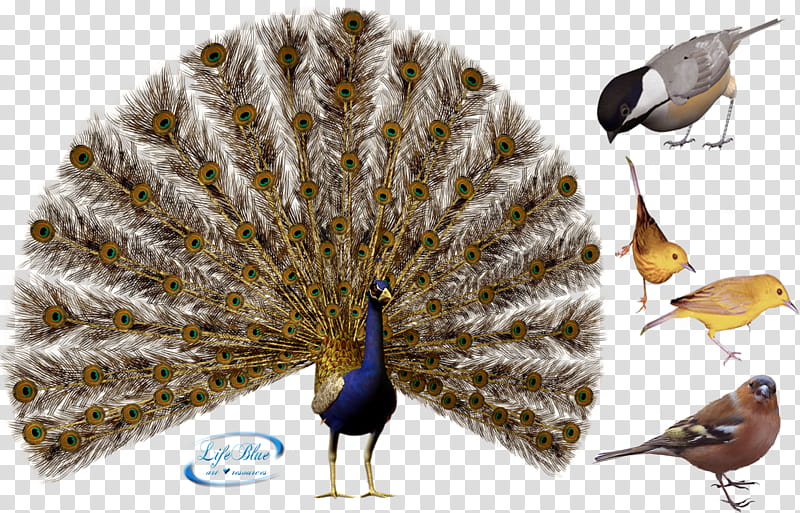 Poultry, blue and brown peacock transparent background PNG clipart