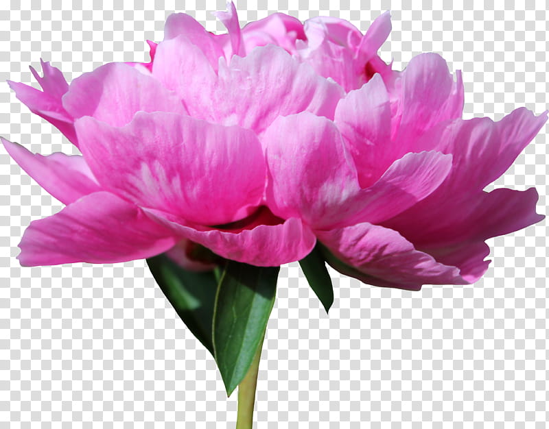 Peony , closeup of pink flower transparent background PNG clipart