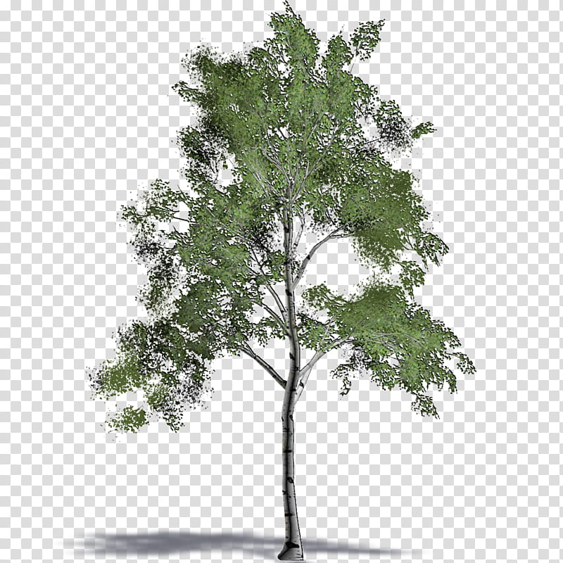 Birch Tree, Computeraided Design, Building Information Modeling, Artlantis, Autodesk Revit, Archicad, Sketchup, Autocad transparent background PNG clipart