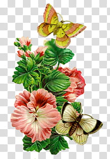 Vintage flower , butterflies on flower transparent background PNG clipart