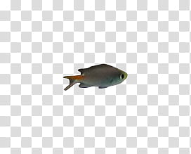 gray fish transparent background PNG clipart