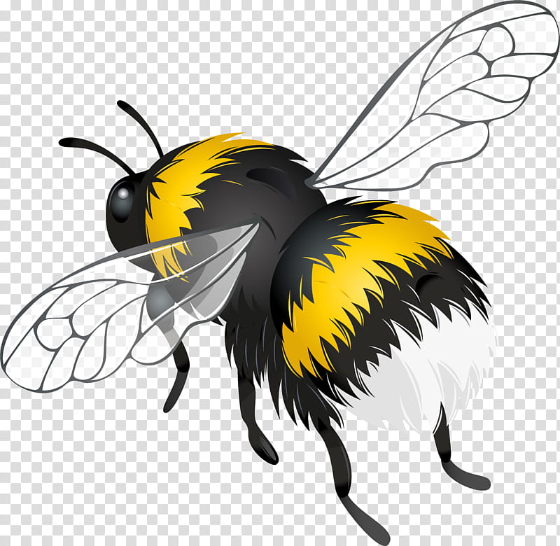 Bee, Honey Bee, Flight, Bumblebee, Web Design, Insect, Honeybee, Membranewinged Insect transparent background PNG clipart