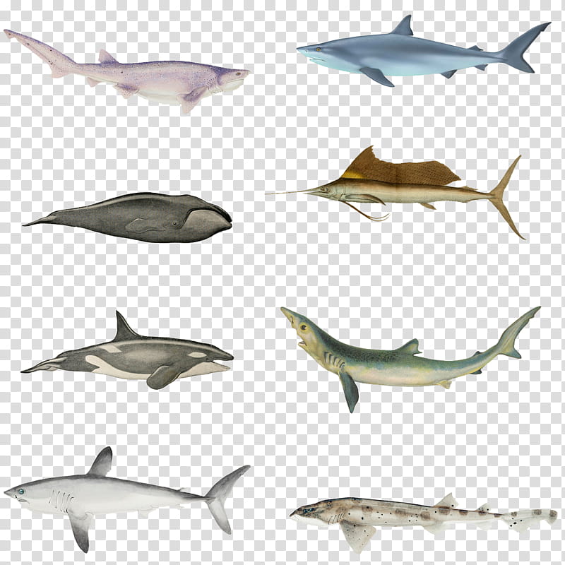 Fishies , several fishes transparent background PNG clipart