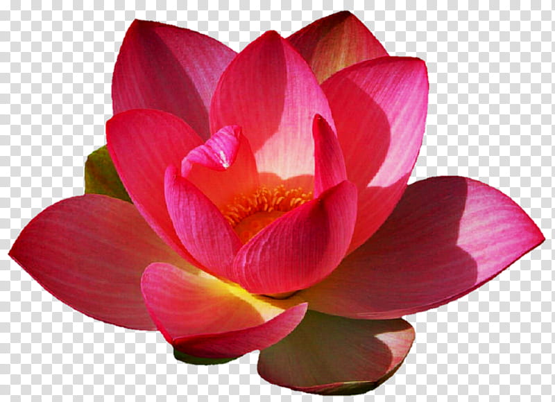 Bright Pink Lotus transparent background PNG clipart