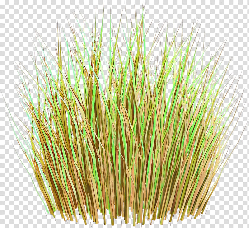 Wheat, Vetiver, Wheatgrass, Commodity, Chrysopogon, Plant, Grass Family, Sprouted Wheat transparent background PNG clipart
