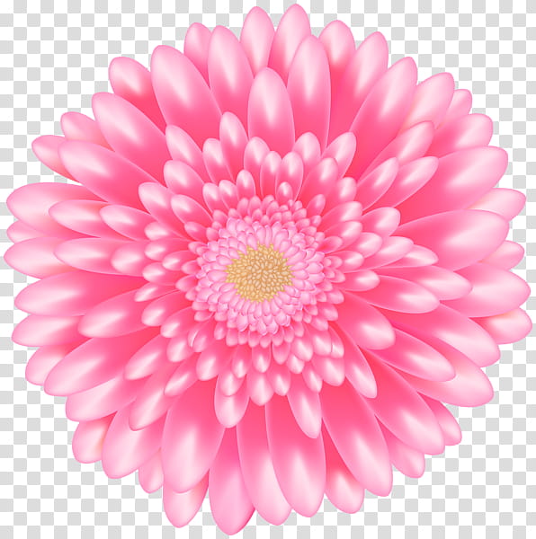 Flowers, Common Daisy, Pink Flowers, Floral Design, Margarida, Gerbera, Petal, Daisy Family, Magenta transparent background PNG clipart