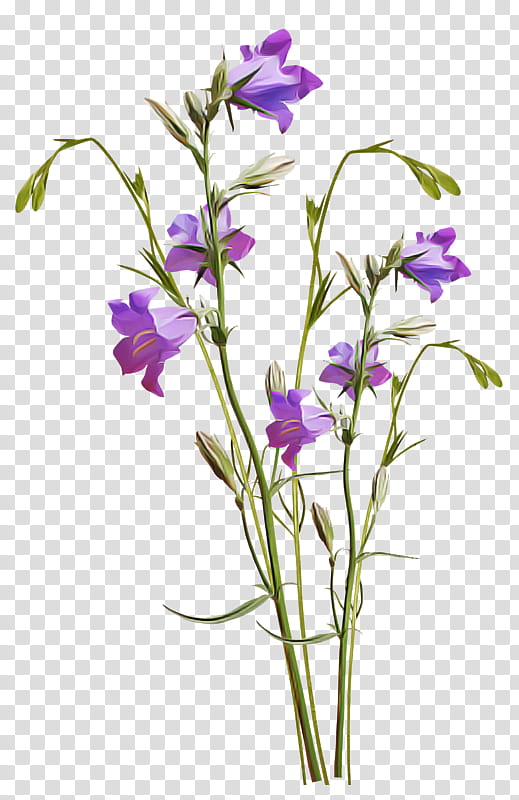 flower flowering plant plant violet bellflower, Bellflower Family, Cut Flowers, Petal, Balloon Flower, Pedicel transparent background PNG clipart